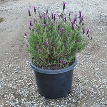 Load image into Gallery viewer, Lavender 'Javelin'