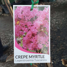 Load image into Gallery viewer, Crepe Myrtle - Tuscarora