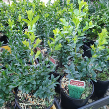 Load image into Gallery viewer, English Box