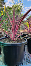 Load image into Gallery viewer, Cordyline Australis 'Pink Passion'