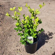 Load image into Gallery viewer, Japanese Box