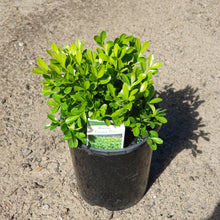 Load image into Gallery viewer, Korean Box