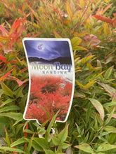 Load image into Gallery viewer, Nandina 'Moon Bay'