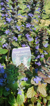 Load image into Gallery viewer, Ajuga reptans 'Purpurea'
