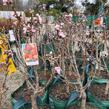 Load image into Gallery viewer, Dwarf Nectarine