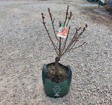 Load image into Gallery viewer, Dwarf Nectarine