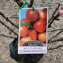 Load image into Gallery viewer, Dwarf Nectarine