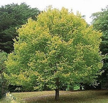 Load image into Gallery viewer, Golden Elm – Ulmus glabra 'Lutescens'