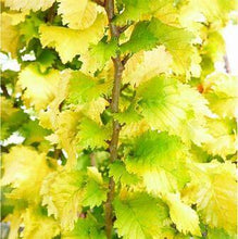 Load image into Gallery viewer, Golden Elm – Ulmus glabra 'Lutescens'