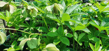 Load image into Gallery viewer, Hellebore - Winter Rose