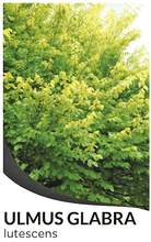 Load image into Gallery viewer, Golden Elm – Ulmus glabra 'Lutescens'