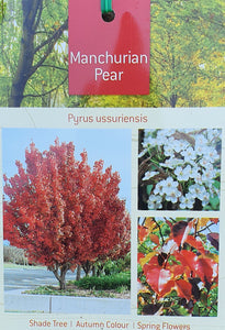 Manchurian Pear ~ Pyrus ussuriensis