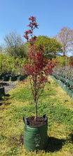 Load image into Gallery viewer, Purple Flowering Plum ~ Prunus pissardi 'nigra'