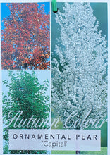 Load image into Gallery viewer, Capital Pear ~ Pyrus calleryana