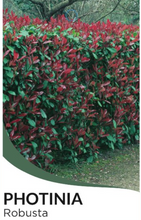 Load image into Gallery viewer, Photinia x fraseri &#39;Robusta&#39;
