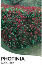 Load image into Gallery viewer, Photinia x fraseri 'Robusta'