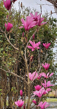 Load image into Gallery viewer, Magnolia 'Ricki'