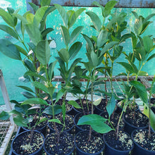 Load image into Gallery viewer, Viburnum odoratissimum