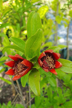Load image into Gallery viewer, Pomegranate
