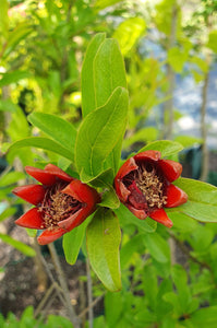 Pomegranate