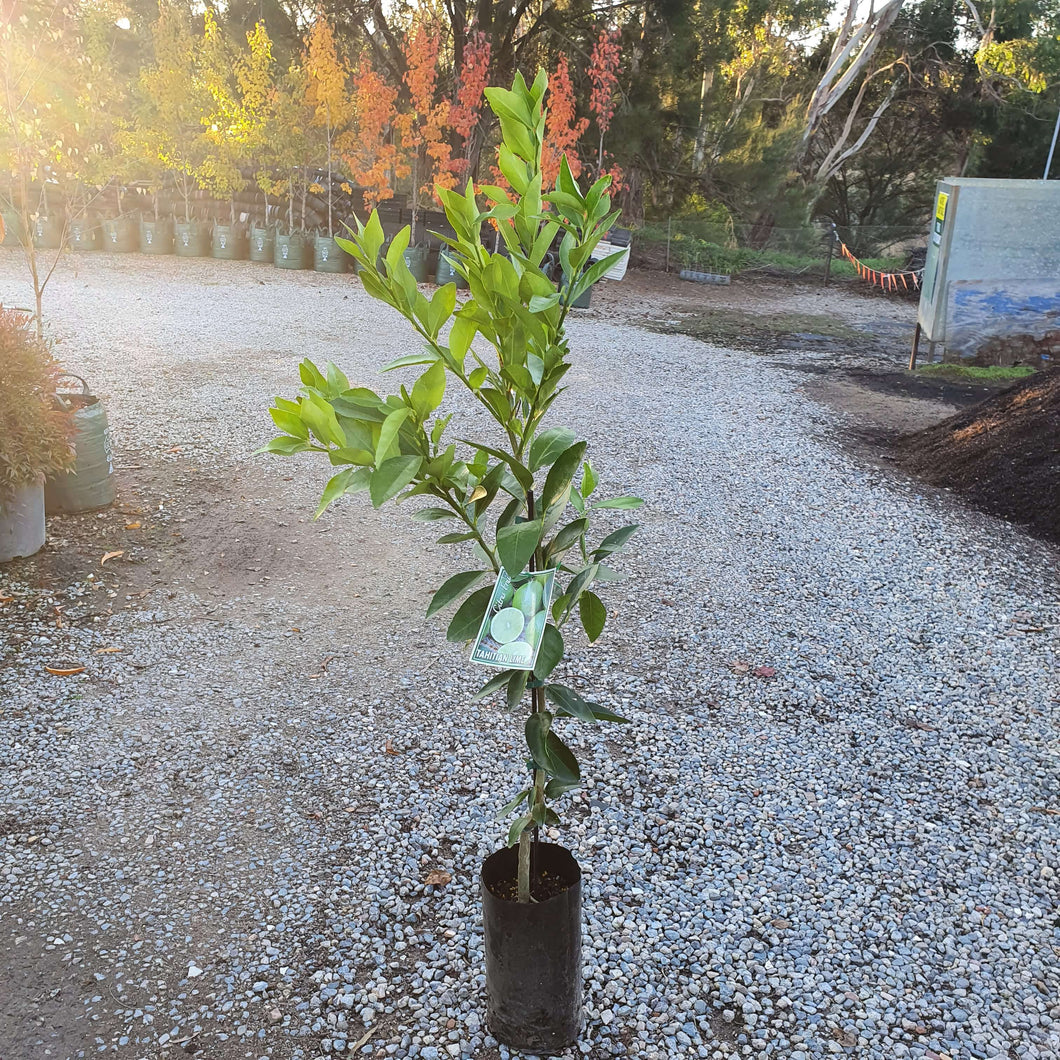 LIME - Tahitian
