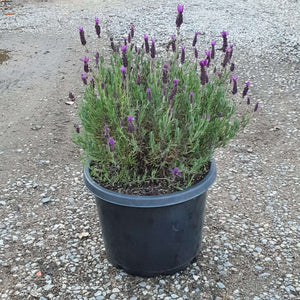 Lavender 'Javelin'