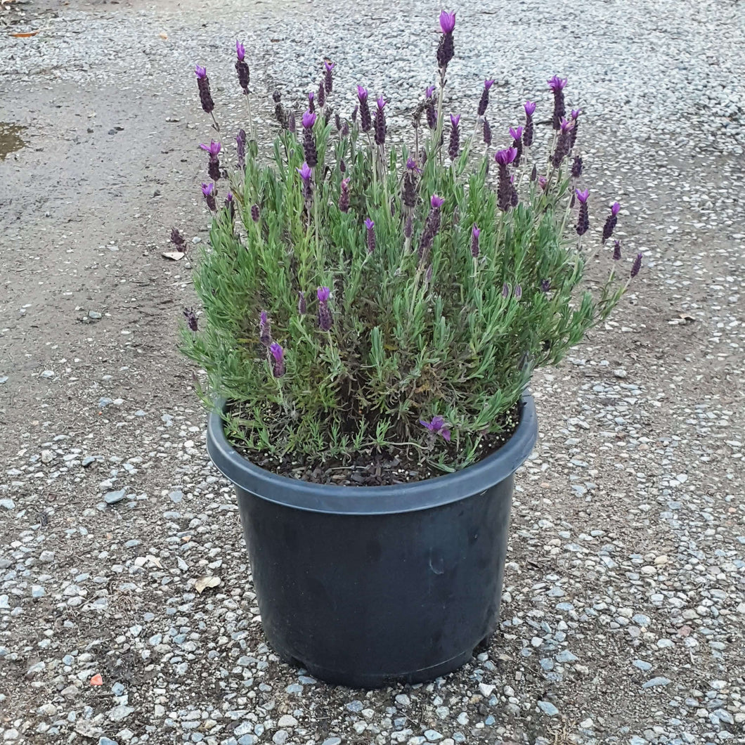 Lavender 'Javelin'
