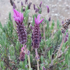 Lavender 'Javelin'