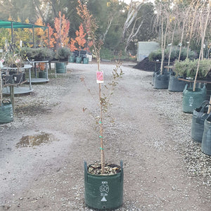 Crepe Myrtle - Tuscarora