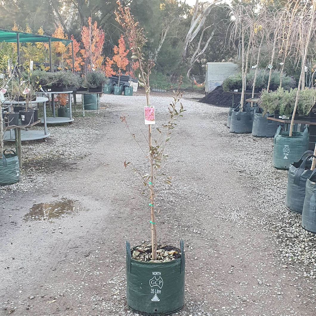 Crepe Myrtle - Tuscarora