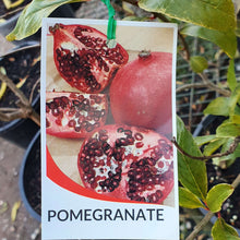 Load image into Gallery viewer, Pomegranate
