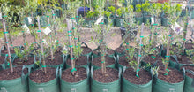 Load image into Gallery viewer, Olive Trees
