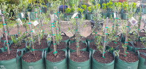 Olive Trees