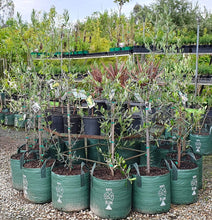 Load image into Gallery viewer, Olive Trees
