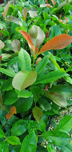 Photinia x fraseri 'Robusta'