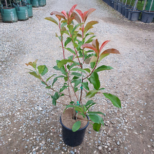 Photinia x fraseri 'Robusta'