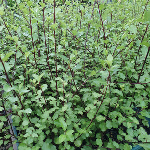 Pittosporum 'Silver Sheen'