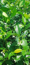 Load image into Gallery viewer, Chinese Star Jasmine (Trachelospermum jasminoides)
