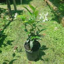 Load image into Gallery viewer, Chinese Star Jasmine (Trachelospermum jasminoides)

