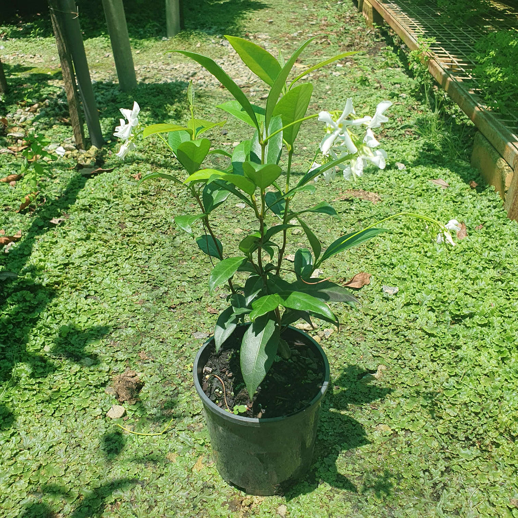 Chinese Star Jasmine (Trachelospermum jasminoides)