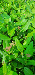 Viburnum Tinus