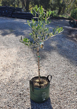 Load image into Gallery viewer, Olive Trees
