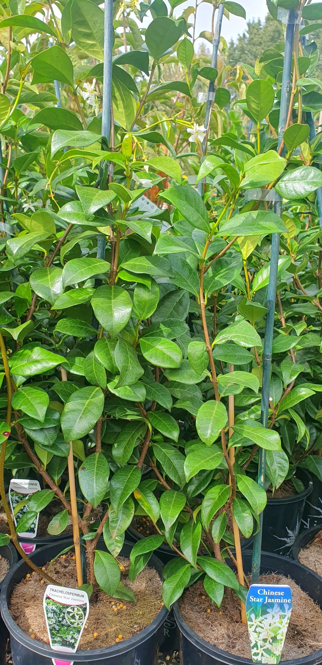 Chinese Star Jasmine (Trachelospermum jasminoides)