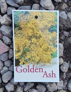 Golden Ash