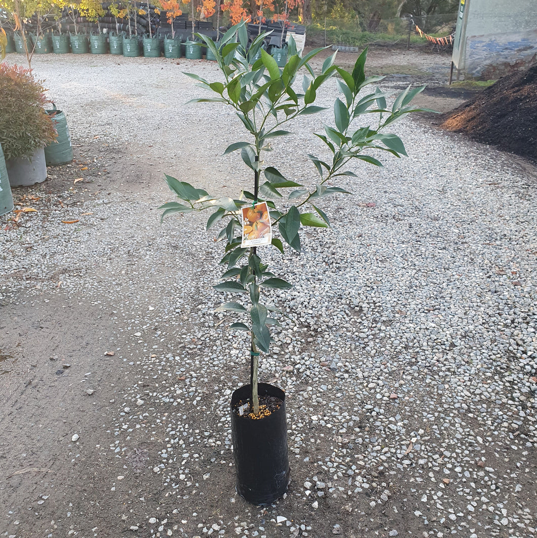 MANDARIN 'Imperial'