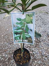 Load image into Gallery viewer, LIME - Kaffir
