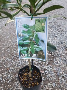LIME - Kaffir