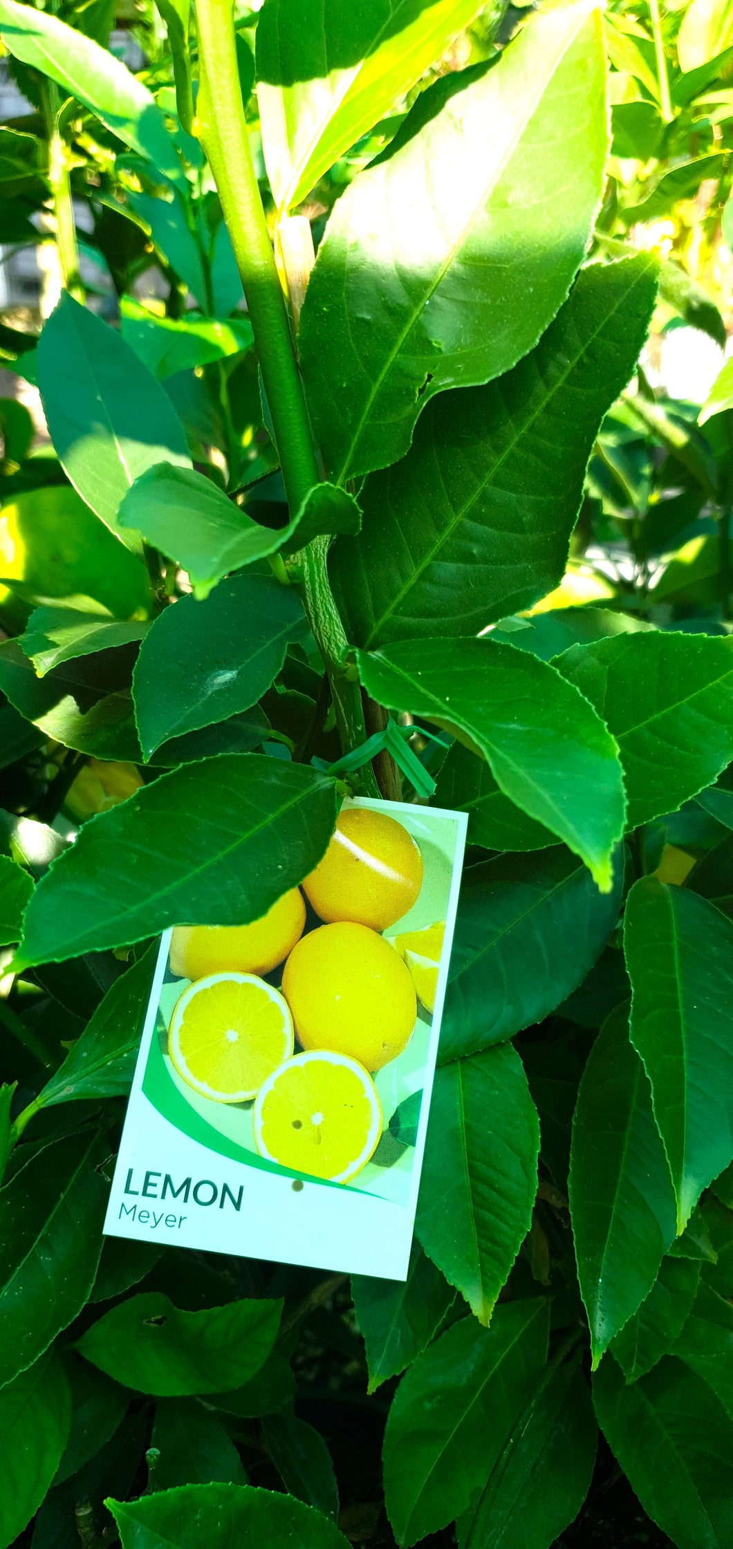 LEMON - Meyer