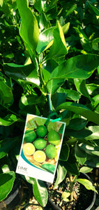 LIME - Tahitian