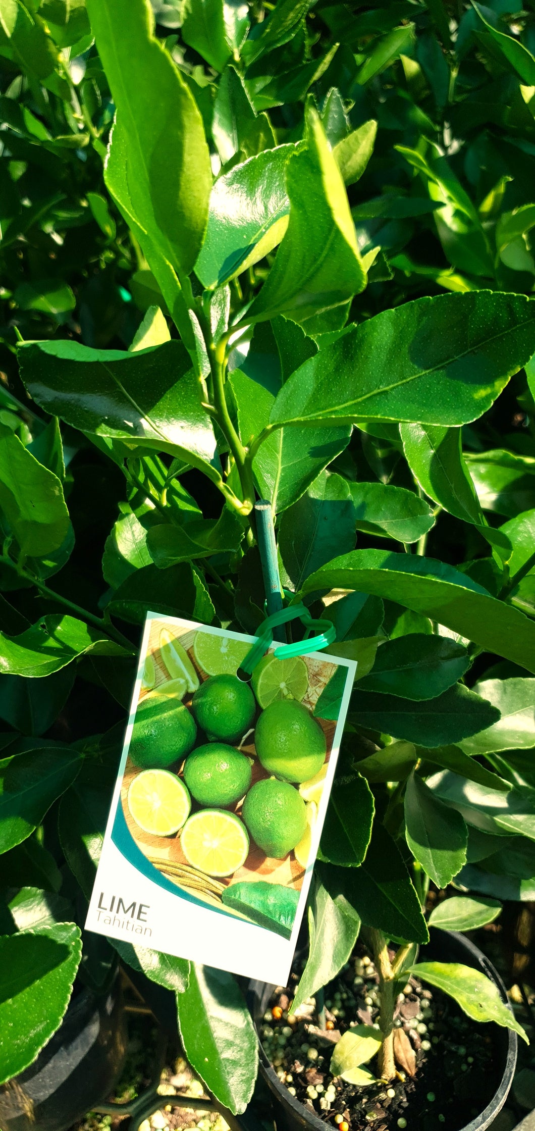LIME - Tahitian